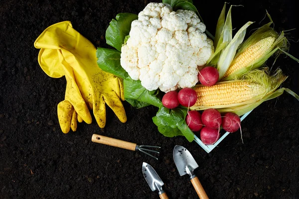 Garden Equipment Shovel Rake Gloves Lie Ground Next Fresh Vegetables — Stock Photo, Image