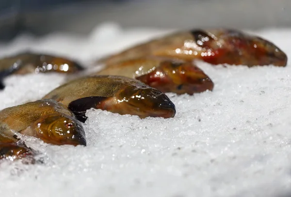 Peixe Fresco Gelado Deitado Gelo Peixe Fresco Loja — Fotografia de Stock