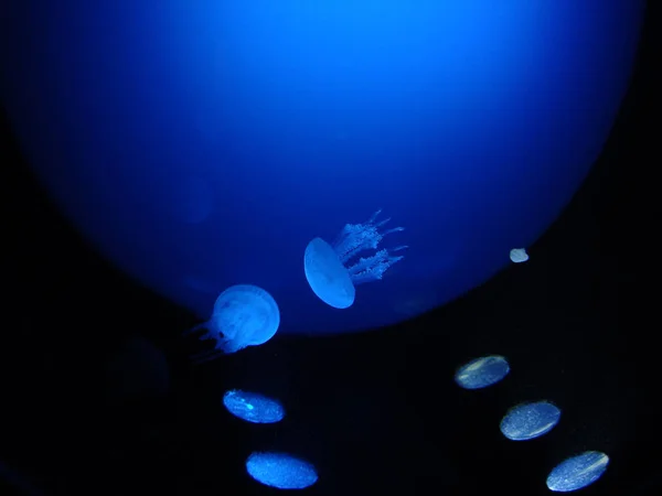 Medusas Bajo Agua Iluminadas Con Luz Azul —  Fotos de Stock
