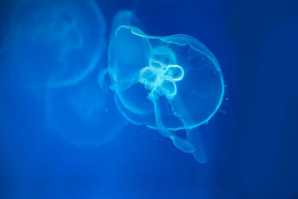用蓝光照亮水下的水母 — 图库照片