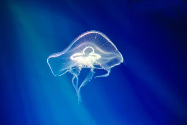 stock image Jellyfish under water illuminated with pink light