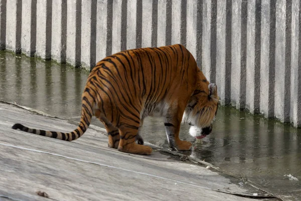 Tigre Eau Potable Dans Cage — Photo