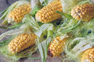 Mısır kulakları bez arka plan üzerinde yalan. Rustik tarzı.