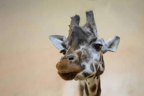 Retrato Una Jirafa Cabeza Jirafa Grande — Foto de Stock