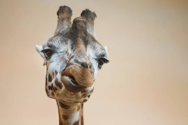 Bir zürafa, zürafa başını büyük portresi.