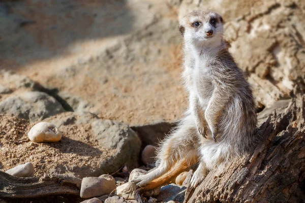 Meerkat Között Ülve Sziklák Homok — Stock Fotó