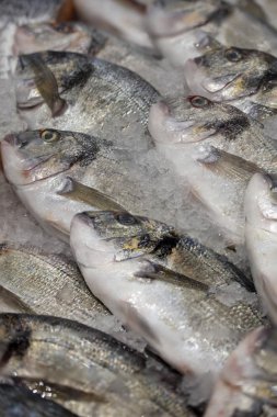 Buz taze soğutulmuş Dorado.