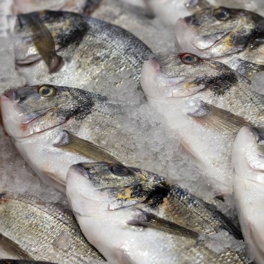 Buz taze soğutulmuş Dorado.