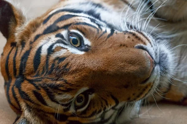 Portrait Tiger Lying Floor — Stock Photo, Image