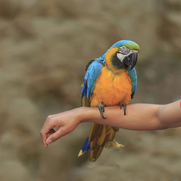 Grande Hermoso Loro Sentado Mano — Foto de Stock