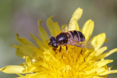  Arı polen sarı çiçek toplar. Makro arı polen içinde.