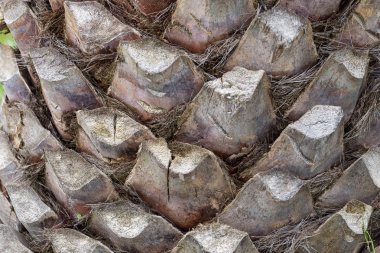 Hurma kabuğunun dokuması gibi.