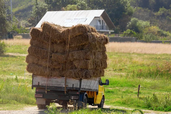 Car Carries Lot Hay — Stock Photo, Image