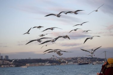 Martı - çok dostça martı alır simit insanların elinden - besleme Istanbul