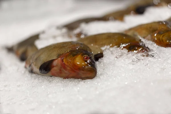 Pesce fresco freddo sdraiato sul ghiaccio. Pesce fresco nel negozio — Foto Stock