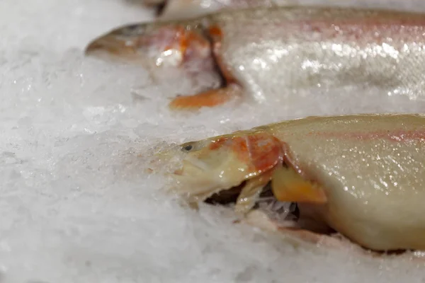 Peixe vermelho fresco no gelo. Truta de salmão fresca deitada no gelo. — Fotografia de Stock