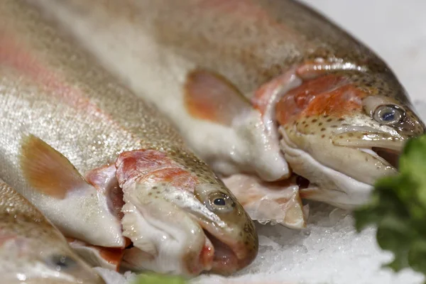 Frischer roter Fisch auf Eis. Frische Lachsforellen liegen auf dem Eis. Stockbild