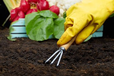 Renkli arka planda yerde sebzeler. Yeryüzünde bahçe aracı