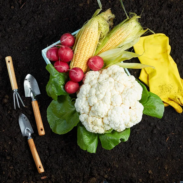 Vegetables on ground on color background. The garden tool on the earth — Stock Photo, Image