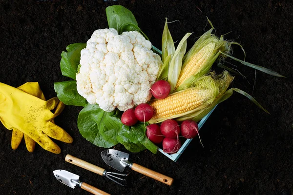 Vegetables on ground on color background. The garden tool on the earth — Stock Photo, Image