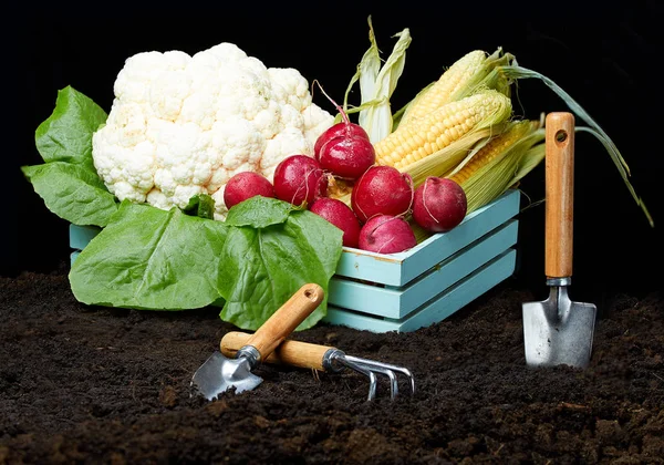 Vegetables on ground on color background. The garden tool on the earth