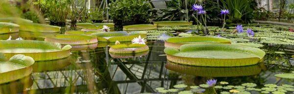 The giant water lily in the botanical garden in st. petersburg