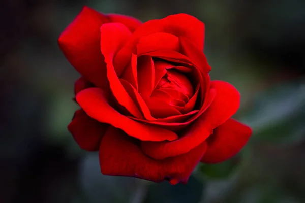 Czerwona róża. Pojedyncza Piękna róża. Miłość — Zdjęcie stockowe