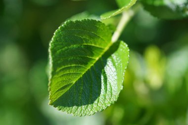 Baharda taze yeşil yaprakları. selectiv odak. fotoğrafı kapat