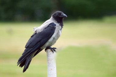 Gri karga beyaz bir kutup sonunda oturur. yeşil arka plan.