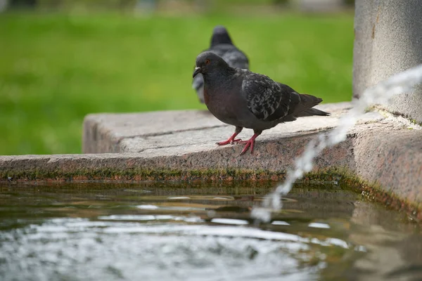 여름날 분수에서 물을 마시는 비둘기 — 스톡 사진