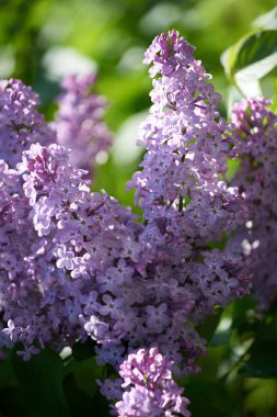 bahar leylak çiçekleri ile dal. leylak çiçekleri. Closeup