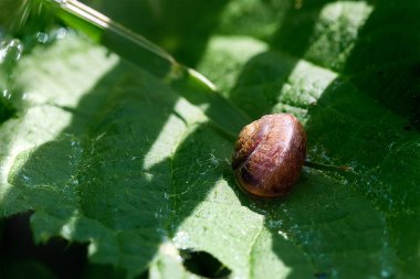 Çimen tabakasında salyangoz. güneşli gün.