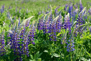 Lupin tarlası. Türk menekşesi. bahar mavi çiçek alanı
