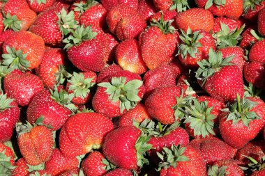 taze çilek. Arka plan. Doku. yatay çerçeve. tam kare