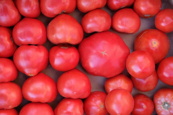 Piros paradicsom. Nyári piacon. mezőgazdasági üzem. biozöldség. Háttér. teljes képkocka — Stock Fotó