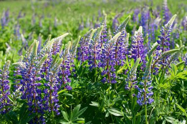 Lupin tarlası. Türk menekşesi. bahar mavi çiçek alanı