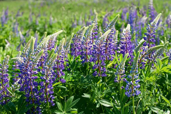 Lupin tarlası. Türk menekşesi. bahar mavi çiçek alanı