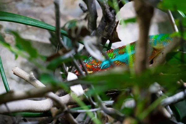 Camaleão macho adulto em um ramo. Close-up, fotografado contra o fundo da selva. Trocador de cores réptil animal camaleão — Fotografia de Stock