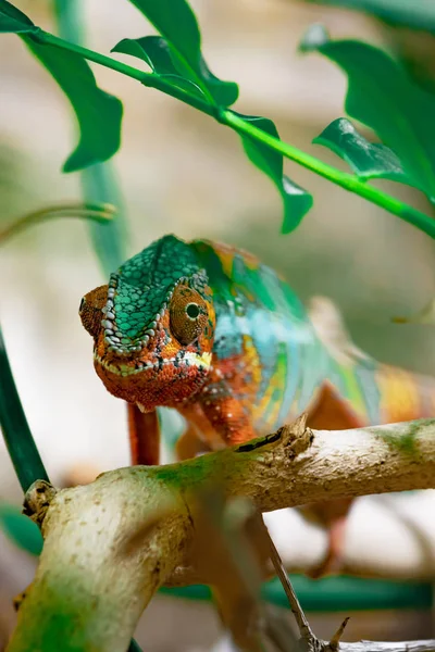 Camaleão macho adulto em um ramo. Close-up, fotografado contra o fundo da selva. Trocador de cores réptil animal camaleão — Fotografia de Stock