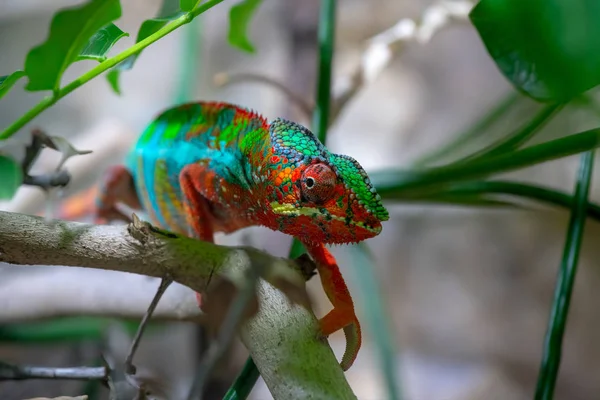 Camaleão macho adulto em um ramo. Close-up, fotografado contra o fundo da selva. Trocador de cores réptil animal camaleão — Fotografia de Stock