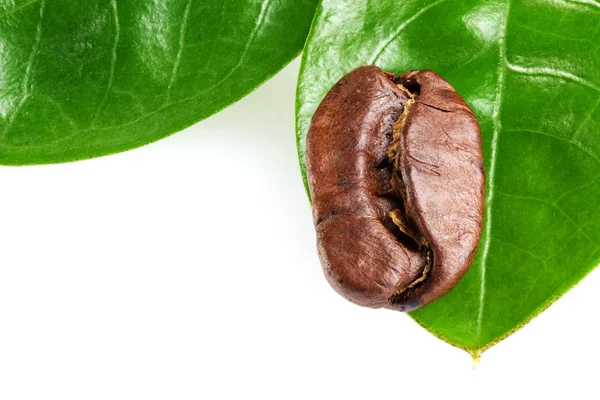 白い背景に2枚の緑の葉でコーヒー豆を隔離する概念:コーヒー豆の新鮮さ。水平画 — ストック写真