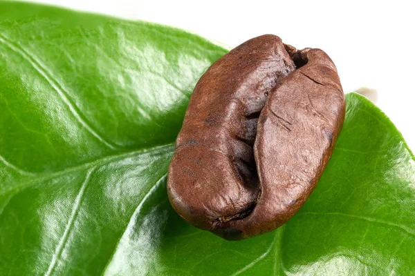 Kaffeböna med grönt blad på vit bakgrund, isolat. koncept: färskhet kaffebönor. närbild — Stockfoto