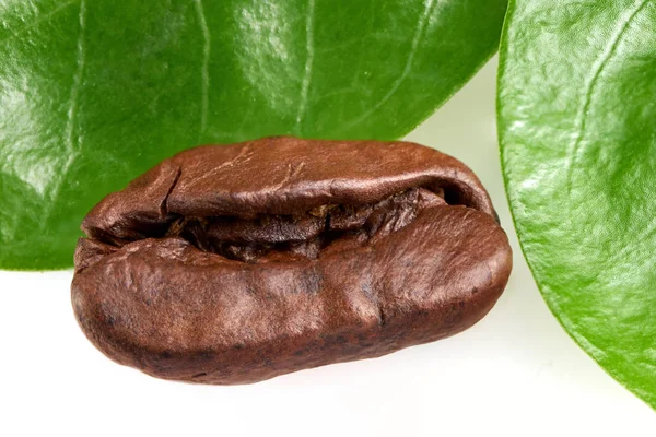 Kaffeböna med två gröna blad på en vit bakgrund, isolat. koncept: färskhet kaffebönor. horisontell vy — Stockfoto