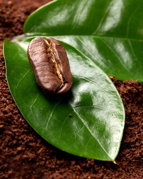 Coffee bean with two green leaves on the background of ground coffee. concept: freshness of coffee beans. vertical view — Stock Photo, Image