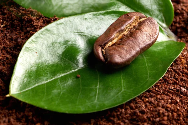 Grão de café com folha verde no café moído. conceito: frescura de grãos de café. de perto — Fotografia de Stock