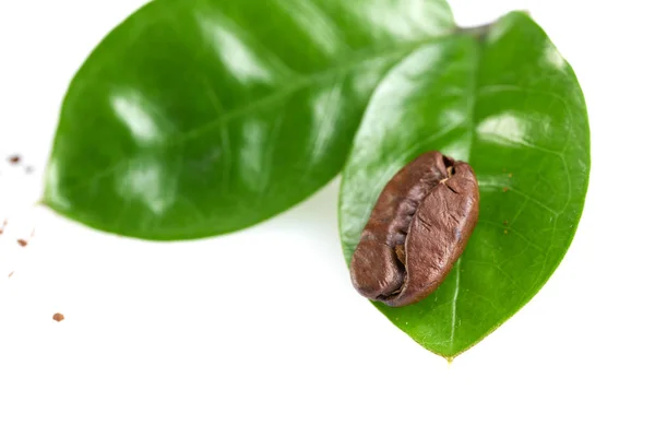 白い背景に2枚の緑の葉でコーヒー豆を隔離するコンセプト:コーヒー豆の新鮮さ. — ストック写真