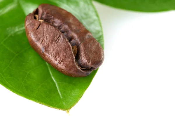 Chicco di caffè con foglia verde su sfondo bianco, isolare. concetto: freschezza dei chicchi di caffè . — Foto Stock