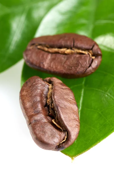 Dois grãos de café com uma folha verde sobre um fundo branco, isolar. conceito: frescura de grãos de café. vista vertical — Fotografia de Stock