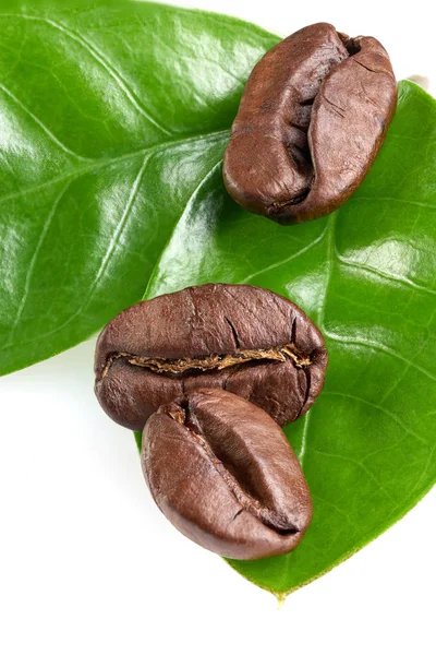 Três grãos de café com uma folha verde sobre um fundo branco, isolar. conceito: frescura de grãos de café. vista vertical — Fotografia de Stock