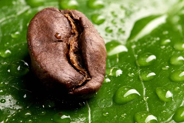 Grains de café sur une feuille verte avec des gouttes d'eau sur le fond des grains de café — Photo